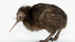 Kiwi 1000x563 1